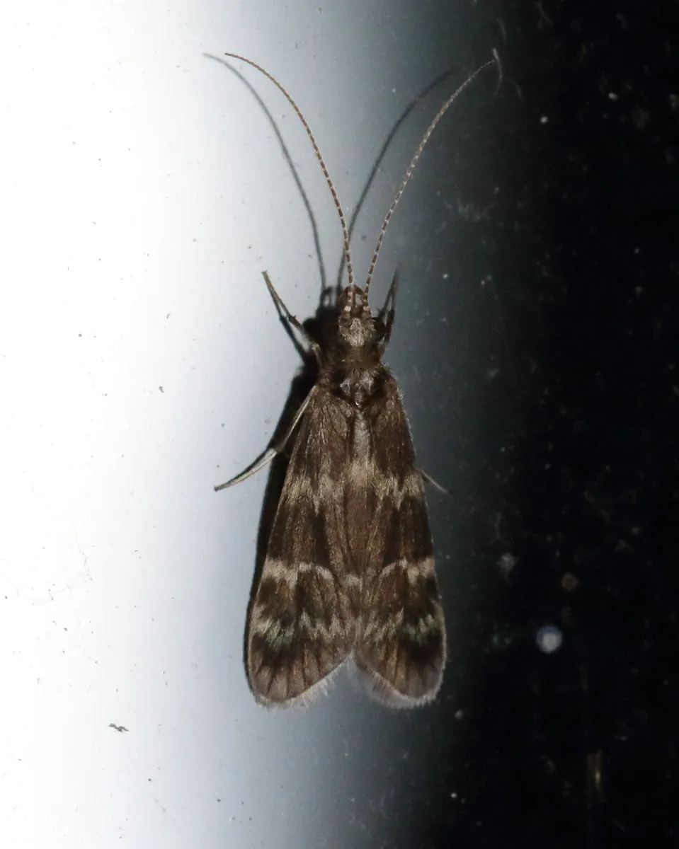 Smicridea fasciatella - photo 3