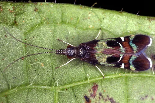 Smicridea varia