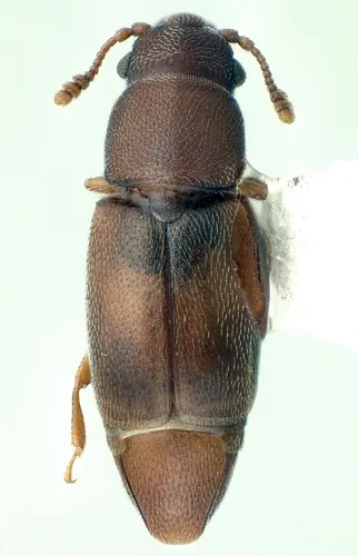 Smicrips palmicola