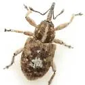 Smicronyx albonotatus