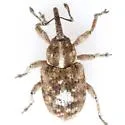 Smicronyx albonotatus - photo 2