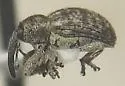 Smicronyx amoenus