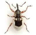 Smicronyx centralis