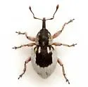 Smicronyx centralis - photo 2