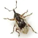 Smicronyx centralis - photo 3