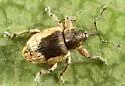 Smicronyx centralis - photo 4