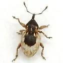 Smicronyx centralis - photo 5