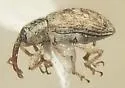 Smicronyx commixtus