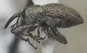 Smicronyx constrictus