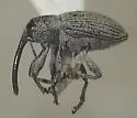 Smicronyx constrictus - photo 2