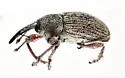 Smicronyx constrictus - photo 3