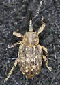 Smicronyx corniculatus - photo 4