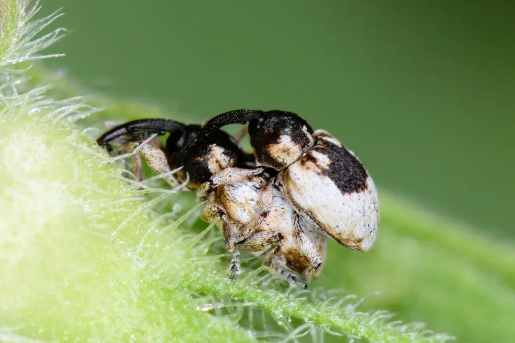 Smicronyx corpulentus - photo 2