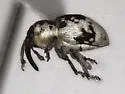 Smicronyx discoideus - photo 2