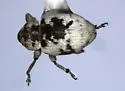 Smicronyx discoideus - photo 3