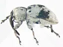 Smicronyx discoideus - photo 4