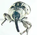 Smicronyx discoideus - photo 5