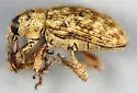 Smicronyx flavicans