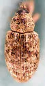 Smicronyx flavicans - photo 2
