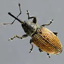 Red Sunflower Seed Weevil - Smicronyx fulvus