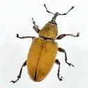 Red Sunflower Seed Weevil - photo 2