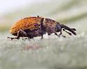 Red Sunflower Seed Weevil - photo 3