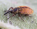 Red Sunflower Seed Weevil - photo 4
