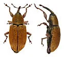 Red Sunflower Seed Weevil - photo 5
