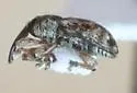 Smicronyx halophilus - photo 2
