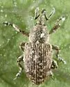 Smicronyx imbricatus - photo 3
