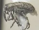Smicronyx imbricatus - photo 4