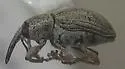 Smicronyx incertus - Smicronyx incertus