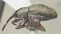 Smicronyx incertus - photo 2