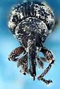 Smicronyx interruptus - photo 3