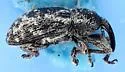 Smicronyx interruptus - photo 4