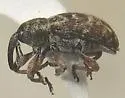 Smicronyx interruptus - photo 5