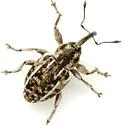 Smicronyx lineolatus