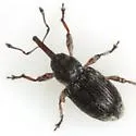 Smicronyx lineolatus - photo 2