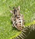 Smicronyx lineolatus - photo 3
