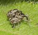 Smicronyx lineolatus - photo 4
