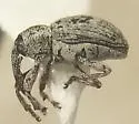 Smicronyx ovipennis