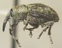 Smicronyx pinguis - Smicronyx pinguis