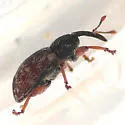 Dodder Gall Weevil - photo 2