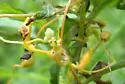 Dodder Gall Weevil - photo 3