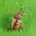 Dodder Gall Weevil - photo 4