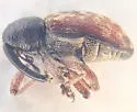 Dodder Gall Weevil - photo 5