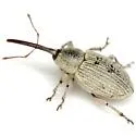 Gray Sunflower Seed Weevil - photo 2
