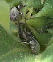 Gray Sunflower Seed Weevil - photo 3