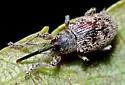 Gray Sunflower Seed Weevil - photo 4