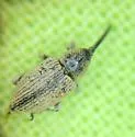 Gray Sunflower Seed Weevil - photo 5